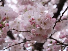 東京の桜