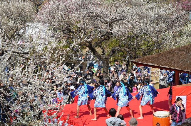 梅便り　大倉山公園梅林　観梅会、保土ヶ谷公園　２０１３年