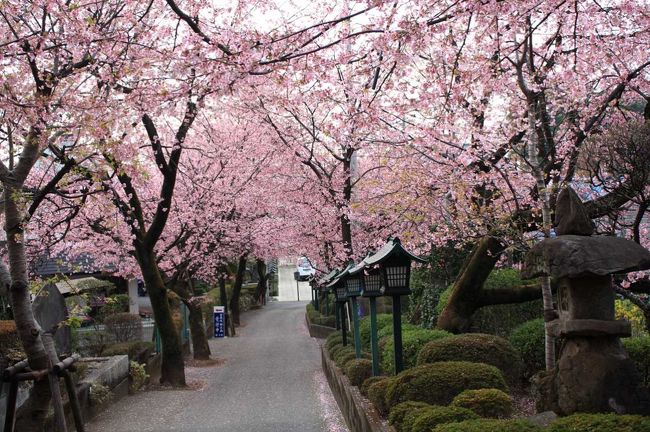 お寺に咲く安行桜