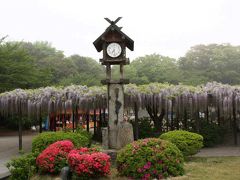玉敷神社の藤