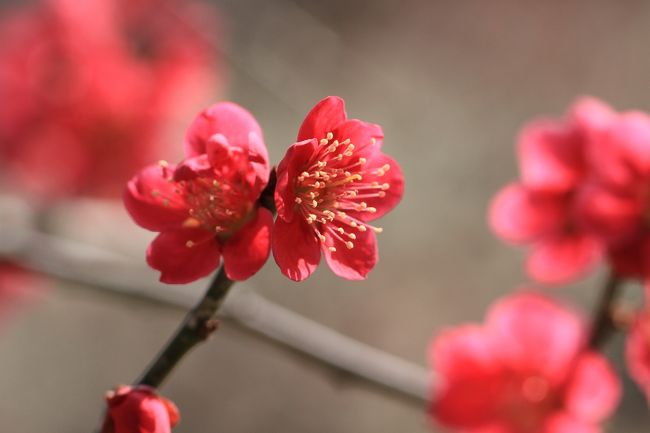 堺市荒山公園の梅林<br /><br />朝からぽかぽか陽気。汗ばむくらいの陽気。<br />見ごろの梅。<br />多治速比売神社に隣接する梅の名所堺市荒山公園の梅林へ。<br />自宅より徒歩10数分。<br /><br />たくさんの人々が来ていました。<br />見ごろの50品種約1400本の梅が咲いています。