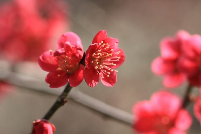 堺市荒山公園の梅林<br /><br />朝からぽかぽか陽気。汗ばむくらいの陽気。<br />見ごろの梅。<br />多治速比売神社に隣接する梅の名所堺市荒山公園の梅林へ。<br />自宅より徒歩１０数分。<br /><br />たくさんの人々が来ていました。<br />見ごろの５０品種約１４００本の梅が咲いています。