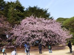 新宿御苑の寒桜見ごろになりました