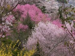 宮城～山形～福島 ＊花見山公園＊瑞巌寺＊上杉神社＊鶴ケ城＊