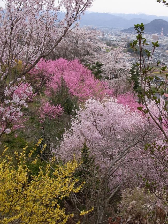 福島、福島<br />宮城、松島<br />山形、米沢<br /><br />桜の季節になりました<br />お花見です
