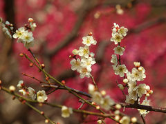 ２０１３　早春　新宿御苑　花たちー４　最終