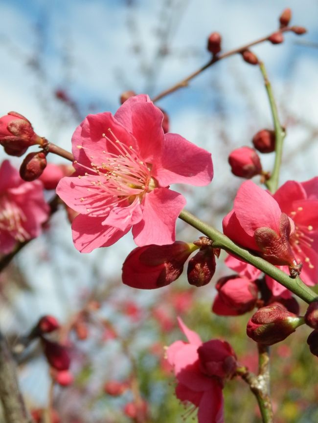 「梅は岡本、桜は吉野、みかん紀の国、栗丹波」と昔から唄われていたほど、岡本の梅は広く人々に親しまれていました。昭和１３年の阪神大水害と戦後の住宅開発とで　昔の梅林の姿はありませんが、昭和５７年に「岡本公園」として復興♪♪年季の入った大きな木はありませんが　神戸の景色をバックに素敵な公園です。