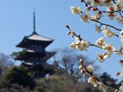 横浜を訪ねて(13)三溪園　観梅