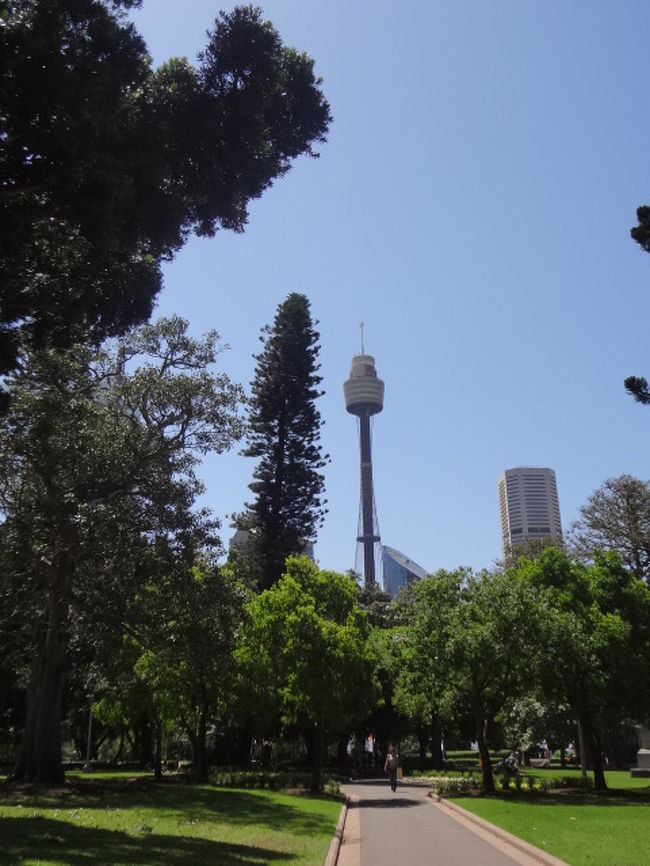 シドニータワーに行きました。<br />スカイツリーに行ってるので高さはあまり感じませんでした＾＾；<br />でもどこにいてもこのタワーが見えていたので昇ってみたいと思い行って来ました。<br /><br />その後クィーン・ビクトリア・ビルディングという老舗のデパートへ行き、オーストラリア博物館へ。<br /><br />