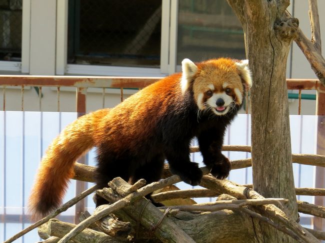 昨年のＧＷに高知県立のいち動物公園、愛媛県立とべ動物園を訪問し、おかげさまで国内のレッサーパンダ飼育動物園を完訪することが出来ました、でも、やはり一度訪問すると二度、三度と訪問したくなるものですね・・・２０１３年の秘かな目標は二順目の完訪です。<br />今日は茨城県をスタートし栃木県を経由し福島県宿泊のスケジュール、途中でまだ一度しか訪問できていない二ヶ所の動物園に寄るつもりです。<br />まずは日立市かみね動物園・・・震災の直後の２０１１年４月３０日以来約２年ぶりの訪問です。<br />震災からいち早く復旧し被災した方に癒しを与えたかみね動物園、昨年は動物たちの豊かな暮らしに与えられるエンリッチメント大賞も受賞したとても素敵な動物園です。<br /><br /><br />これまでのレッサーパンダ旅行記はこちらからどうぞ→http://4travel.jp/traveler/jillluka/album/10652280/