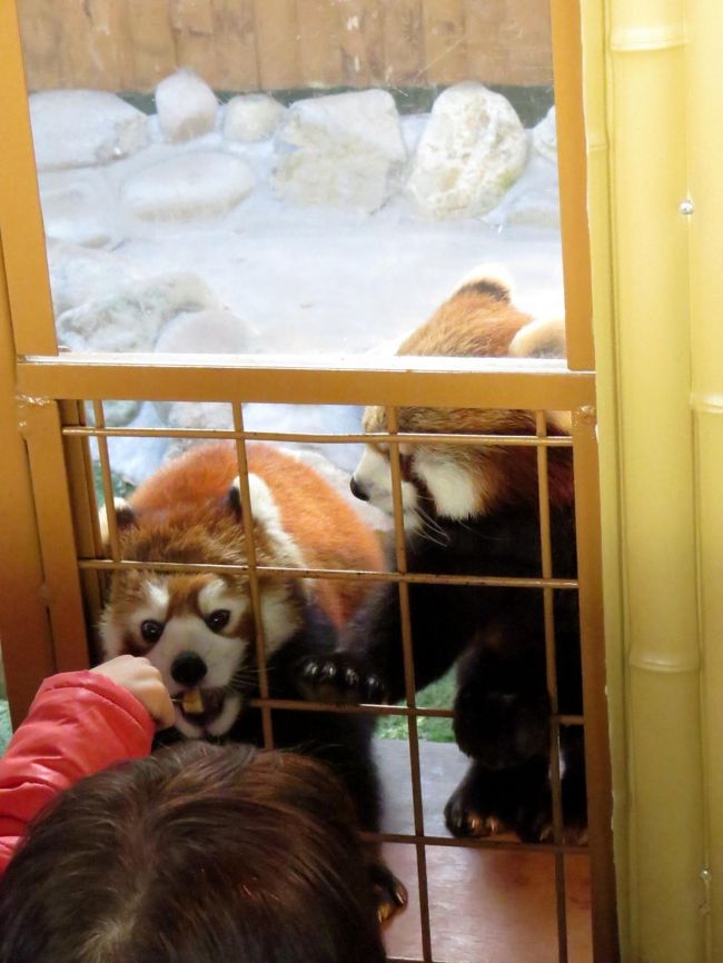 日立市かみね動物園（旅行記→http://4travel.jp/traveler/jillluka/album/10756490/）の次は栃木県那須町の那須どうぶつ王国、そして、合わせて同じ那須町内の那須ワールドモンキーパークを訪問します。<br />茨城県日立市の動物園と栃木県那須町の動物園のはしご・・・今まで夢にまでも考えたことのないスケジュールですが、今回計画してみた所、車で約２時間半の距離なのでやってやれないことが判明！！で、実際やってみました。<br /><br />実はそろそろ日本のレサパン飼育園訪問に２順目が完了しそうで、まだ１度しか行っていないかねみ動物園にも行きたい、でも、愛らしいジジ君とダイズちゃんのいる那須どうぶつ王国にも久しぶりに行きたい・・・と迷いに迷っていたのです。<br />そこで捻り出したのが・・・<br />昨晩の茨城県内の宿泊地から早朝の電車で福島県の泉駅へ移動、駅前のニッポンレンタカーで開店と同時に駆り出し、かみね動物園＆那須どうぶつ王国＆那須ワールドモンキーパークを梯子して、福島駅前のホテルに宿泊、明日、東北サファリパーク＆仙台市八木山動物園を訪問し、仙台空港でレンタカーを返却するスケジュール、隣県で返却すると乗り捨て料金がそんなに掛からないのでまあまあ割安に移動することができました。<br /><br />そうまでして会いたかったジジ君とダイズちゃんはやっぱり可愛かったです。<br /><br /><br />これまでのレッサーパンダ旅行記はこちらからどうぞ→http://4travel.jp/traveler/jillluka/album/10652280/ <br />