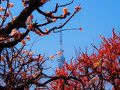 百花園＆亀戸天神～梅～