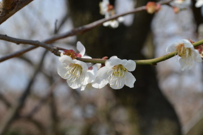 　２月11日、２月24日、３月10日と３回にわたって小田原市の曽我梅林を訪れました。<br />　住んでいる静岡県駿東郡清水町からは箱根新道を通って１時間ほどの距離、ドライブしてから梅の里をウォーキングという健康的な小旅行です。<br />　２月11日は、早咲きの梅が咲き始めた程度でした。<br />　２月24日に再び行くと、５分咲き程度でしょうか。下曽我駅近くの梅の里センター駐車場に車を止めて、いただいた地図を頼りにウォーキングをスタート。梅の花の香りの中を梅林を抜けたり、梅祭りの売店を覗いたりしながら、たのしく歩くことができました。穂坂宅の垂れ梅は２分咲き程度でした。この日は、10000歩ほどのウォーキングでした。<br />　３月10日、穂坂宅の垂れ梅を目当てに３度目の訪問です。今回は、穂坂宅を目指してショートカットのウォーキング(それども7000歩くらい)。散りはじめていましたが、見事な垂れ梅を見ることができました。その他の梅林も散り始めているところが多かったのですが、水面を埋め尽くした梅の花弁もまた趣があって良かったです。<br />　ウォーキングの途中、ミカンや野菜の無人販売があったり、梅干しを売る農家や農園があったり、梅祭りと言うことで梅昆布茶の無料試飲があったり…楽しめました。