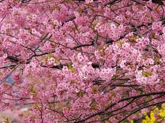 早春の風物詩・色艶やかな河津桜を愛でにゆく【前編】～東海道本線・521Mに乗り伊豆半島へ～