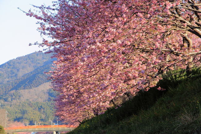 最近忙しく、週末に休みが取れないので、妻と平日の1日で河津桜弾丸ツアーに行って来ました。<br /><br />5日夜出発し静岡県へ出〜発！！<br /><br />道の駅『天城越え』就寝→河津桜まつり→稲取文化公園→<br /><br />道の駅『伊東マリンタウン』→熱海梅園→沼津御用邸記念公園<br /><br />と見てきました。