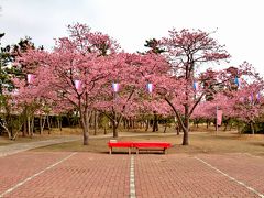 ２０１３　しらこ桜祭り（千葉県）