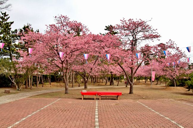 しらこ桜は町内の宿泊業者でつくる白子スポーツ振興ホテル組合が　<br />２０年ほど前静岡県の河津町から原木を分けてもらい植樹したのが始まりです。<br />現在、県道３０号線の古所地区から中里地区で４００本が植樹され、<br />この桜はソメイヨシノよりも濃いピンク色の花をつける寒桜で<br />２月中旬から３月上旬に開花します。<br />早咲きの桜のため、一足早い春の訪れを感じることができます。<br /><br />お花見スポット案内図　<br />http://www.shirako.net/flower/blog/sakuratizu.pdf<br />