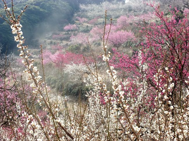 暖かい日が続きそろそろ見ごろではと綾部山梅林へ行って来ました。<br />綾部山梅林はひとめ２万本、海の見える梅林として兵庫県内は勿論、県外からも大勢の観光客が訪れる兵庫を代表する梅林。この日は暖かかったが、杉花粉や黄砂、ＰＭ２．５等で霞んだ生憎の空模様。それでも朝早くから観光客で大賑わい。予想通り花も丁度見ごろで園内は甘い香りに包まれていた。少し歩くと汗ばむくらいでサービスの梅ジュースで喉を潤し、園内の食堂で梅ごはんのお弁当をいただいて、隣接する世界の梅公園へ歩いて向かった。