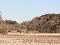 春を探して・・・[2013](2)　　築地編