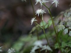 小さな旅●鳳来峡の森で咲く早春の花 コセリバオウレン