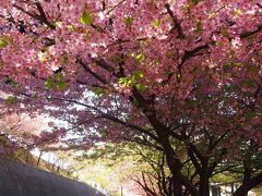 泣くな、はらちゃんロケ地めぐりと三浦海岸桜まつり2013