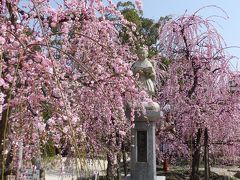 山口県の東行庵と防府天満宮の梅