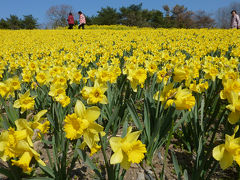 偕楽園とひたち海浜公園 ２０１３年３月