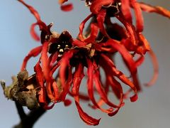 小さな旅●春の花を訪ねて 瀬戸定光寺と愛知県緑化センター