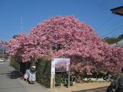 ２０１３年今年見納め河津さくら…泊りがけでみてきました。夜桜、満天の星空素敵でした。