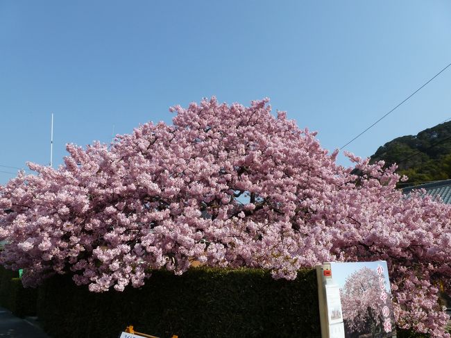 伊豆箱根の旅の２日目は河津桜と浄蓮の滝を見に行きます♪<br /><br />私たちとhn11さんご夫婦さんとは河津桜観光交流館で待ち合わせ(^.^)<br /><br />この時期、伊豆の東側の道路は混むので、ご夫婦は違うルートで河津へ♪<br />そして私たちは伊豆急行線に乗り、河津駅へ♪<br /><br /><br />河津桜を約１時間散策、撮影し、十分満足した私たちは<br />以前から行きたかった浄蓮の滝へ案内していただきました♪