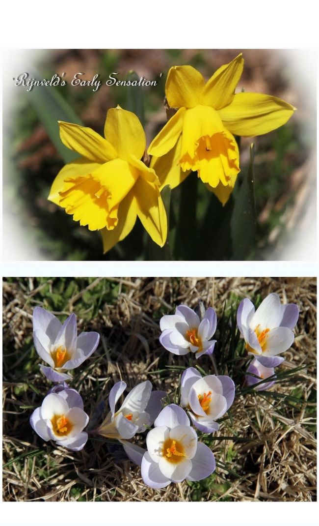 ■国営備北丘陵公園「Rijnveld&#39;s Early Sensation」<br /><br />　春を満喫♪ラッパスイセンの中でずば抜けて早咲きの‘レインフェルト・アーリー・センセーション’（Rijnveldt Early Sensation&#39;）とクロッカスの花が見頃でした。<br />　ギリシア神話で，美少年ナルシッサスが水面に映る我が姿に見とれ、そのまま花になってしまったのがスイセンだということです。<br />　クロッカスの花言葉は「あなたを待っています。私を信じてください。」です。<br /><br />【手記】<br />　先日定年を迎え、毎週日曜日だけですが週１のペースで休みがある生活に入りました。<br />　やっと思う存分旅ができるぞおーーー！（…と思ったものの、問題は紙でできている諭吉さんですダ＾＾；）<br />　でも、これからはずっとふつうの生活？ができそう〜です。