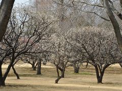 梅を見に：千葉県　長柄町の生命の森リゾート