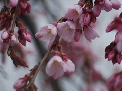 まもなく咲き始める地蔵院の枝垂れ桜