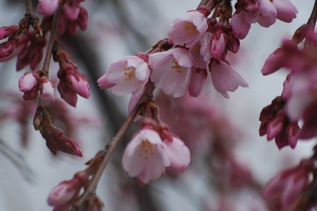 3月14日、午後1時頃にふじみ野市の天然記念物である枝垂れ桜がある地蔵院を訪問した。<br />残念ながら、開花は間もなくであった。　恐らく今週末にかなり咲き始めるという感じであった。<br />昨年に比べて10日間以上早いようである。　ここ、一週間暖かい日が続いたためと思われる。<br /><br /><br /><br /><br />＊写真は開花し始めた枝垂れ桜