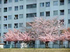 旧中川沿いの河津桜は散り始め・・・・
