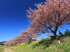 撮影・ウォーキング「みなみの桜と菜の花畑」