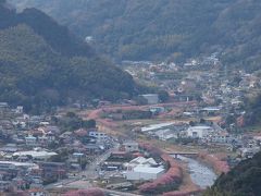 早春の風物詩・色艶やかな河津桜を愛でにゆく【後編】～どこまでも続く河津桜の桜並木を眺めて…～