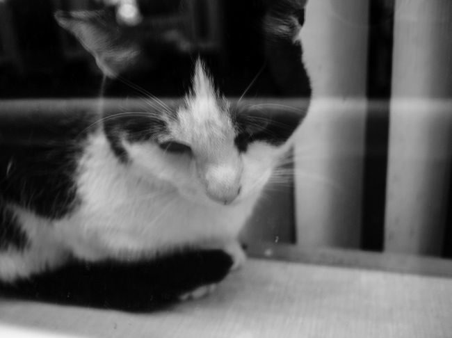 アムステルダムの夜は危険な香りが充満し、ゴミやなんかが散乱していました。それでも朝にはパシっと。。。