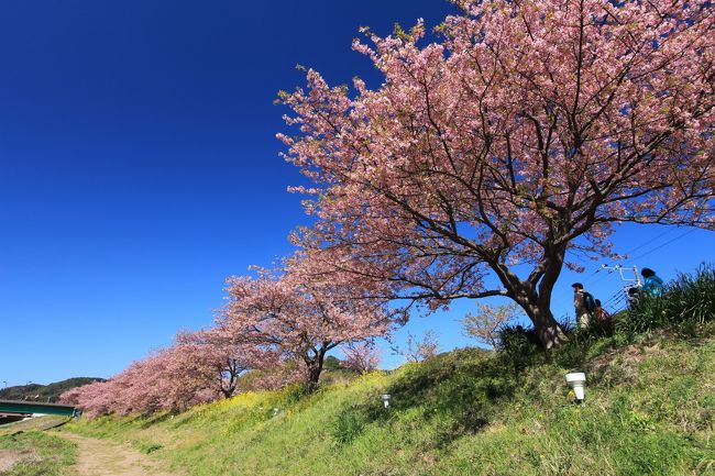 この時季、南伊豆町の定番ではあるが、丁度休日も取れ晴天の上、まだ開花にギリギリ間に合いそうなので出かけてみた。<br />菜の花の香り、河津桜（みなみの桜）のピンクと青空とのコントラストを十分に楽しめる、「花見旅行」となった。