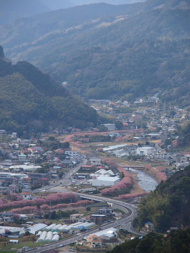 【日帰りの旅。河津町散策②】<br /><br />早春の１日。伊豆半島・河津桜を愛でる旅も後半へ。<br /><br />この日の河津桜の状況は、開花予想だとすでに数日前に満開となっていたのですが、何とか滑り込みセーフといった感じ。<br /><br />前編では、河津川沿いに続くその美しいピンクの花々に包まれた桜並木の中を、河口近くからさかのぼるように峰温泉まで歩いてきました。<br /><br />そしてこの後編では、日帰り温泉「踊り子温泉会館」で一息入れた後、町内に点在する河津桜の名木を巡りつつ、最後に標高181メートルの高台にある「河津城跡公園」から、桜並木を一望してみました。<br /><br />春うららな河津の街で、早咲きの色艶やかな河津桜を愛でると、ついに春がやってきたなあと感じる旅でした｡｡｡<br /><br />〔旅の行程〕<br />・峰温泉（踊り子温泉会館）～ 新町大ソテツ ～ 峰温泉周辺の桜並木 ～ 涅槃堂 ～ 河津桜原木 ～ 来宮神社 ～ かじやの桜 ～ 河津城跡公園 ～ 河津駅<br /><br />【旅の前半の旅行記】～東海道本線・521Mに乗り伊豆半島へ～<br />　http://4travel.jp/traveler/akaitsubasa/album/10756760/<br />（東京駅 ～ 熱海駅 ～ 河津駅 ～ 駅前桜並木 ～ 館橋桜並木 ～ 河津八幡神社 ～ 笹原公園周辺の桜並木 ～ 峰大噴湯公園 ～ 峰温泉（踊り子温泉会館））<br /><br /><br /><br />【伊豆半島を巡る旅】<br />・緑溢れる中伊豆縦断小旅行【１】～韮山周辺に点在する歴史の足跡を巡る～<br />　http://4travel.jp/traveler/akaitsubasa/album/10603639/<br />・緑溢れる中伊豆縦断小旅行【２】～修善寺温泉そぞろ歩き～<br />　http://4travel.jp/traveler/akaitsubasa/album/10604700/<br />・緑溢れる中伊豆縦断小旅行【３】～中伊豆の名瀑を巡りつつ天城の峠まで～<br />　http://4travel.jp/traveler/akaitsubasa/album/10605156/