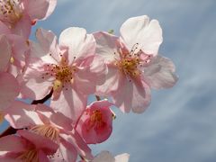 春爛漫！国営明石海峡公園の河津桜