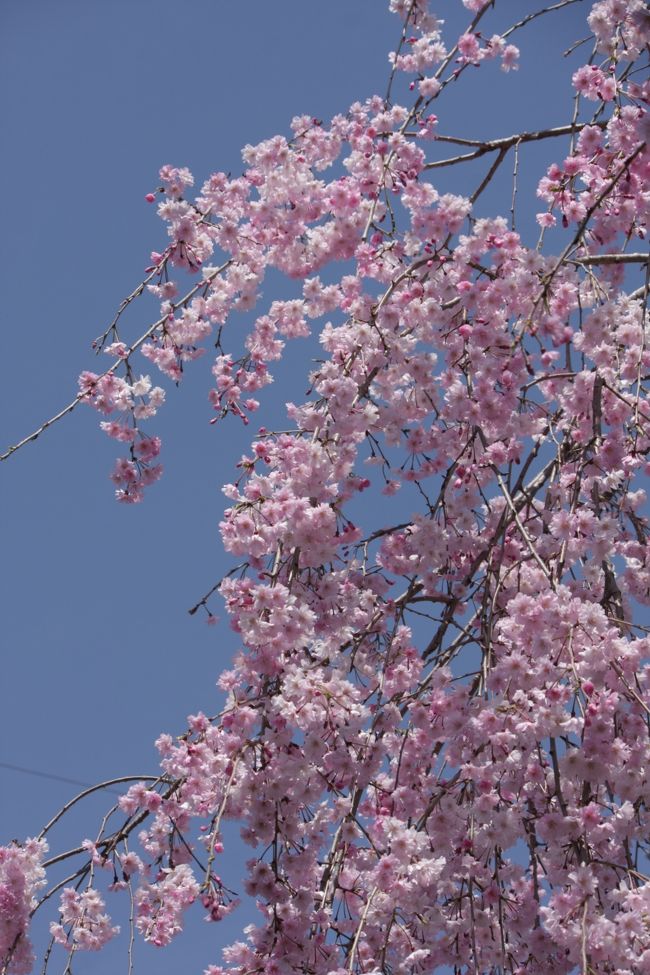 見納め艶姿（ｱﾃﾞｽｶﾞﾀ）砂川堀のしだれ桜「八重紅枝垂」<br />2013.4.4　11:38<br /><br />◆最新情報　4月4日（木）11：31　晴れ　気温20℃（最終回）<br />・西友小手指店のポトマック桜はすっかり葉桜です。<br />・砂川堀のしだれ桜は全体として満開で、一部はすでに葉桜です。<br /><br />毎年クチコミで紹介している地元所沢市小手指の桜の開花情報ですが、急に暖かくなり、気づくまもなく開花してしまいました。<br />昨年までは4Travelのクチコミで開花情報を発信していましたが、写真の枚数や説明文の文字数に制限があるため、今年は旅行記の形式で紹介します。<br /><br />2013年3月13日に全国でトップをきって最初の桜（ｿﾒｲﾖｼﾉ）の開花情報が福岡から届きました。<br />平年より10日、昨年より14日早く、福岡の観測史上最早タイです。<br />東京の開花日3月16日も2002年と並び最早タイ記録です。<br />　　───────────────────────────<br />◆3月16日（土）晴れ　最高気温21℃<br />・東京のソメイヨシノ（靖国神社の標準木）が開花したニュースを聞いて地元小手指の桜を見に行ったらビックリ(ﾟoﾟ;;<br />砂川堀のしだれ桜が1本だけ3分咲きです。<br />115本残る古木のうち、SL公園に近いピンクの桜（表紙写真）です。<br />・西友小手指店のポトマック桜は明日にでも咲きそうにつぼみが膨らんでいます。<br />これから2〜3日おきに開花状況を紹介しますので、お好きな時期に見に来てください。<br /><br />◆3月18日（月）11時　くもり　気温18℃<br />・ポトマック桜が開花しました。<br />まだ5、6箇所ですが、びっしりかたまって房のように付いた蕾（つぼみ）から花が飛び出したように咲きました。祝開花！<br />・砂川堀のしだれ桜のうち、並木の中央よりやや南の薄ピンクの花が堀に垂れ下がって咲いています。3分咲き。<br /><br />◆3月19日（火）11時　快晴　気温21℃ (15時　23.5℃）<br />・ポトマック桜が五厘咲きです。<br />昨夜の大雨のあと朝からよく晴れたのでホワッとする暖かさです。<br />木全体に咲き始めましたが、まだ一分咲きにも届きません。<br />・砂川堀のしだれ桜は最南端付近（車両基地側）でも開花しました。<br />1本だけですが2分咲きです。<br /><br />◆3月21日（木）14時　晴れ　気温19℃<br />・ポトマック桜は一気に咲き進み7分咲きになりました。<br />遠くから見ると満開に見えますがつぼみも残っています。<br />今年の花は昨年より色が薄い印象ですが写真で比べても違いがわかりません。気のせいかな。<br />・しだれ桜は並木全体では一部しか開花していませんが、最も早い樹は5分咲きほどになりました。まだ見物客はほとんど見かけません。<br /><br />◆3月23日（土）13時　曇り　気温20℃<br />・ポトマック桜は満開になりました。<br />あいにくの曇り空で綿のようにふっくらした花の塊が映えません。<br />枝先には黄緑の新芽がちらほら見られるので、あと2、3日が最後の花見のチャンスです。<br />・しだれ桜はようやく全体で3分咲きになりました。個々のばらつきが大きいので今月いっぱいは楽しめそうです。<br /><br />◆3月27日（水）15時　曇り　気温10℃<br />・朝から霧雨が降ったり止んだりで、花冷えの寒さでした。<br />しだれ桜は全体的には4〜5分咲きです。<br />寒さで開花の進行が急に遅くなった感じがします。<br />週末・月末が見頃と予想しますが、変化が早ければ頻繁に報告します。<br /><br />◆3月28日（木）12時　薄曇り　気温18℃<br />・ポトマック桜は黄昏どきを迎え、撮ってよいかどうか迷いましたが最後のご挨拶に掲載します。<br />.しだれ桜は6分咲きです。紅八重枝垂桜の咲き誇る姿は艶やか（あでやか）の表現がぴったりです。<br />所沢市高齢者大学4班のお花見は本日です。<br /><br />◆3月31日（日）11時　曇り　　気温8℃<br />・ポトマック桜はすっかり終わり葉桜に残桜の花びらが無残な姿を晒しています。写真に撮ってはかわいそうなのでやめます。<br />・昨日（7℃）と今日の花冷えで8分咲き止まりですが、あすは晴れる予報なのでほぼ満開になると思います。葉桜になった木が点在するので全体を見ると満開を過ぎた感じです。<br /><br />◆4月1日（月）13時　薄日　気温15℃<br />・しだれ桜は満開です。残念ながら青い空にはなりませんでしたが、本日の写真を以て今年の開花情報の最後とします。<br />3月16日からちょうど半月にわたりご覧いただきありがとうございました。<br /><br />◆4月4日（木）12時　晴れ　気温20℃<br />1日を最終回にしたつもりですが、久しぶりによく晴れて青空のもとで満開の桜が撮れたのでアンコール掲載します。<br /><br />来年のことを書くと鬼に笑われそうですが、生きていたら開花情報をお届けします。この目標が長生きの良薬かな（笑い）<br /><br />撮影CANON EOS40D EF-S 55/250,EF-S 17/85<br />yamada423（1943〜）小手指在住1979〜<br />　────────────────────────<br />&lt;小手指のしだれ桜&gt;<br />埼玉県所沢市小手指町2丁目を流れる砂川堀の両側500mに約40年前に植えられた。現在115本。<br />開花時には多くの人が訪れる名所となっている。<br />介護施設の車で車中からの花見客も多い。（微速走行をお願いします）<br />花見特有の出店や宴席などはなく、もっぱら静かに花を楽しむ。<br />品種は数種類あり満開の時期は10日程度異なる。SL公園近く(東端）は淡い色で早く、<br />小手指車両基地方面（西端）はピンクの色が濃い種類で遅咲きとなる。<br />＜参考旅行記＞<br />小さな旅　小手指のしだれ桜と春の花<br />http://4travel.jp/traveler/810766/album/10551439/<br />2012小手指のしだれ桜と春の花<br />http://4travel.jp/traveler/810766/album/10660552/<br />2012小手指のポトマック桜/夜桜<br />http://4travel.jp/traveler/810766/album/10658882/<br />2012小手指のしだれ桜・ポトマック桜開花情報<br />http://4travel.jp/domestic/area/kanto/saitama/tokorozawa/tokorozawa/tips/10177272/<br />所沢百選45．砂川堀のしだれ桜<br />http://www.tokoro-kankou.jp/blog/045.html<br />────────────────────────────<br />西武池袋線小手指駅案内<br />http://www.seibu-group.co.jp/railways/railway/ekimap/kotesashi/index.html<br />しだれ桜見物には北口に降りて線路沿いに8〜10分（600m）西に向かって歩きます。<br /><br />西友小手指店の正面左手にあるポトマック桜を見てから正面の道を西へ向かうと、しだれ桜並木のほぼ中央に着きます。このルート（道順）はすべて歩道が完備され安心して歩けます。<br />西友にはスタバが、その向かいにはミスドウもあります。<br /><br />なお、砂川堀周辺には公共のトイレはないので、小手指駅、西友、カフェなどであらかじめ済ませましょう。<br /><br />私は小手指商業組合ではありませんが在30年以上なので小手指の各種PRに努めています。<br />わが街　小手指シリーズ<br />http://4travel.jp/traveler/810766/album/10582913/<br />http://4travel.jp/traveler/810766/album/10586360/<br />http://4travel.jp/traveler/810766/album/10604216/<br />http://4travel.jp/traveler/810766/album/10688759/<br /><br />今年は地元の桜の他に3箇所へ見に行きました。<br />http://4travel.jp/traveler/810766/album/10759961/大岡山<br />http://4travel.jp/traveler/810766/album/10762812/目黒川<br />http://4travel.jp/traveler/810766/album/10760713/神田川・椿山荘<br /><br />☆お気に入りブログ投票（クリック）お願い★<br />http://blog.with2.net/link.php?1581210