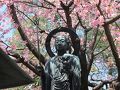 2012年　4月　花まつりの「海寿山　満福寺　密蔵院」は桜で満開でした　