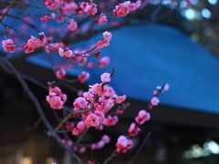 京都　北野天満宮　境内の梅