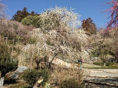 3月12日（火）　静岡県、龍雄神社の梅は、最高！！ に素晴らしかった♪