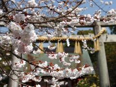 京都を歩く(149) 「桜の宮」車折神社の早咲き八重桜