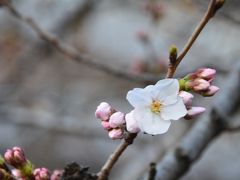 速報　2013　目黒川　桜情報　開花宣言！　　　　　　　　　　　　　　　　　　　　　　　　　　　　　　　　　　　　　　