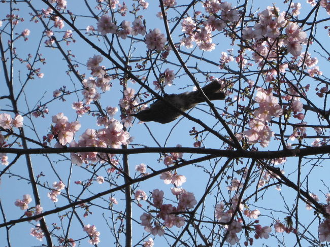 寒い、寒いと思っていたら、急に暖かくなり、梅を見ないうちに桜が咲いてしまった。<br />これは、いかん、いかん。梅を見ておかなければ、心残りだ。<br />というわけで、今年も興禅院に行ってきました。<br /><br />☆２０１１年の興禅院の梅<br />https://ssl.4travel.jp/tcs/t/editalbum/edit/10551002/<br /><br />☆２０１２年の興禅院の梅<br />https://ssl.4travel.jp/tcs/t/editalbum/edit/10655403/