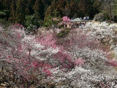 名にし負う “吉野梅郷”