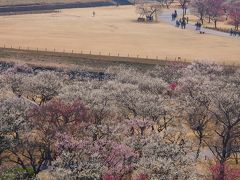 ★偕楽園の梅☆　見頃を迎えたのでおでかけ～！今年は、梅以外も楽しんじゃった～！